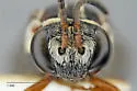 Epeolus interruptus - photo 3