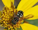 Epeolus interruptus - photo 4
