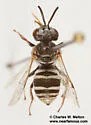 Epeolus mesillae - photo 2