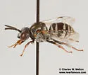 Epeolus mesillae - photo 3