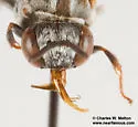 Epeolus mesillae - photo 4