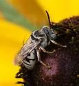 Epeolus minimus