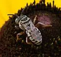 Epeolus minimus - photo 2