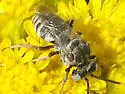 Epeolus minimus - photo 3