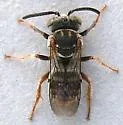 Epeolus minimus - photo 4