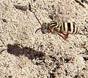 Epeolus novomexicanus - photo 3