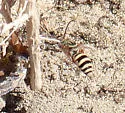Epeolus novomexicanus - photo 4