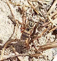 Epeolus novomexicanus - photo 5