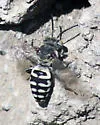Epeolus olympiellus - photo 2