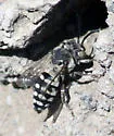 Epeolus olympiellus - photo 3