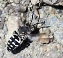 Epeolus olympiellus - photo 4