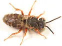 Epeolus pusillus - Epeolus pusillus