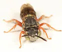Epeolus pusillus - photo 2