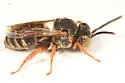 Epeolus pusillus - photo 3
