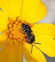 Epeolus pusillus - photo 4