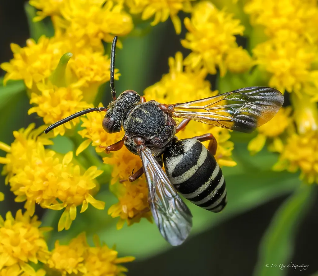 Epeolus scutellaris - photo 2