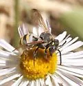 Epeolus splendidus