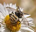 Epeolus splendidus - photo 2