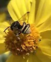 Epeolus splendidus - photo 3