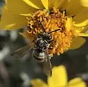 Epeolus splendidus - photo 4