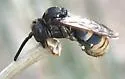 Epeolus splendidus - photo 5