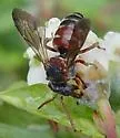 Epeolus zonatus - photo 2