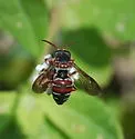 Epeolus zonatus - photo 3