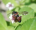Epeolus zonatus - photo 4