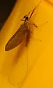 Epeorus albertae