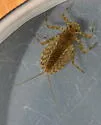 Epeorus albertae - photo 2