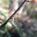 Epeorus albertae - photo 5