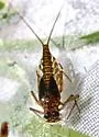 Epeorus deceptivus - photo 2