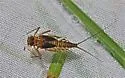 Epeorus deceptivus - photo 3