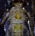 Epeorus deceptivus - photo 4