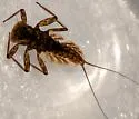Epeorus dispar