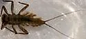 Epeorus dispar - photo 2
