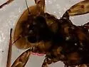 Epeorus dispar - photo 3