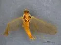 Epeorus dulciana