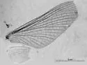 Epeorus dulciana - photo 5
