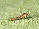 Epeorus fragilis