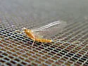 Epeorus fragilis - photo 2