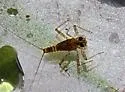 Epeorus fragilis - photo 3