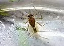 Epeorus fragilis - photo 4