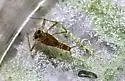 Epeorus fragilis - photo 5