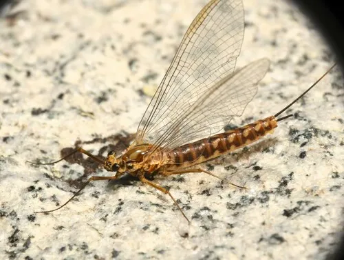 Epeorus grandis