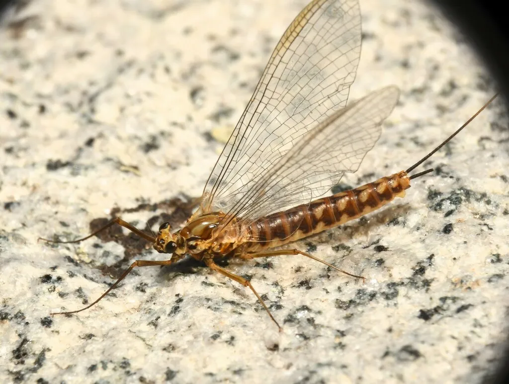 Epeorus grandis - photo 2