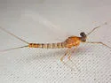 Epeorus longimanus - photo 5