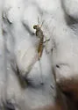 Epeorus namatus