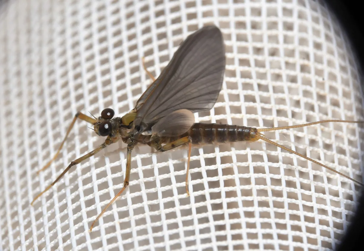 Epeorus pleuralis