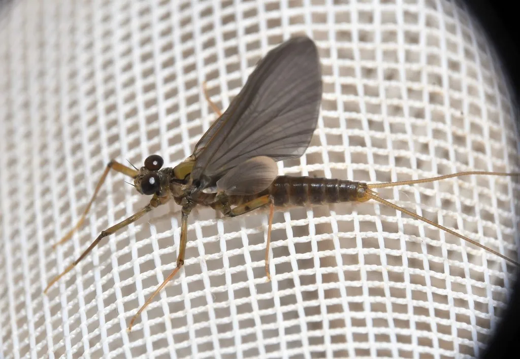 Epeorus pleuralis - photo 2